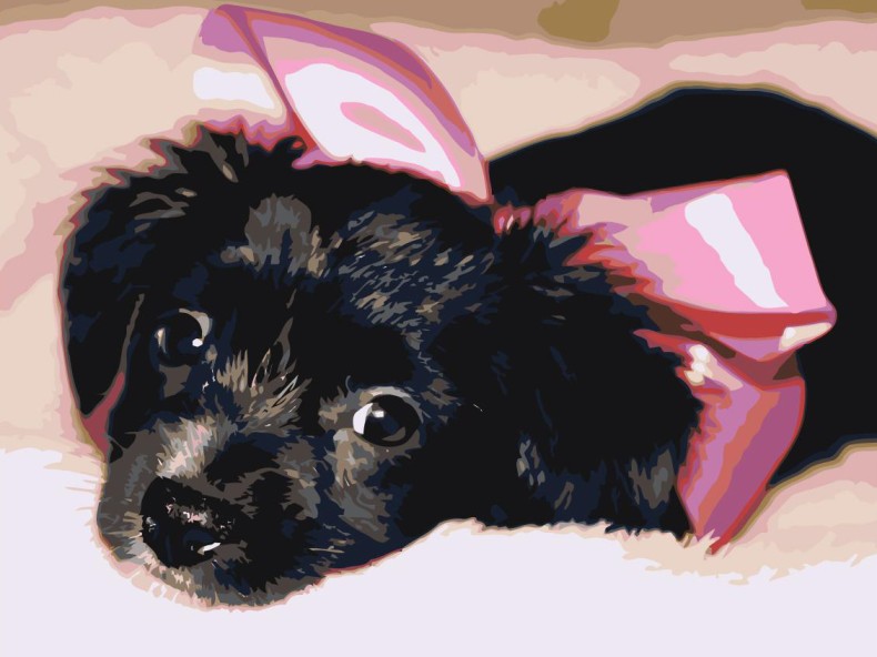 a black dog with a pink bow on its head