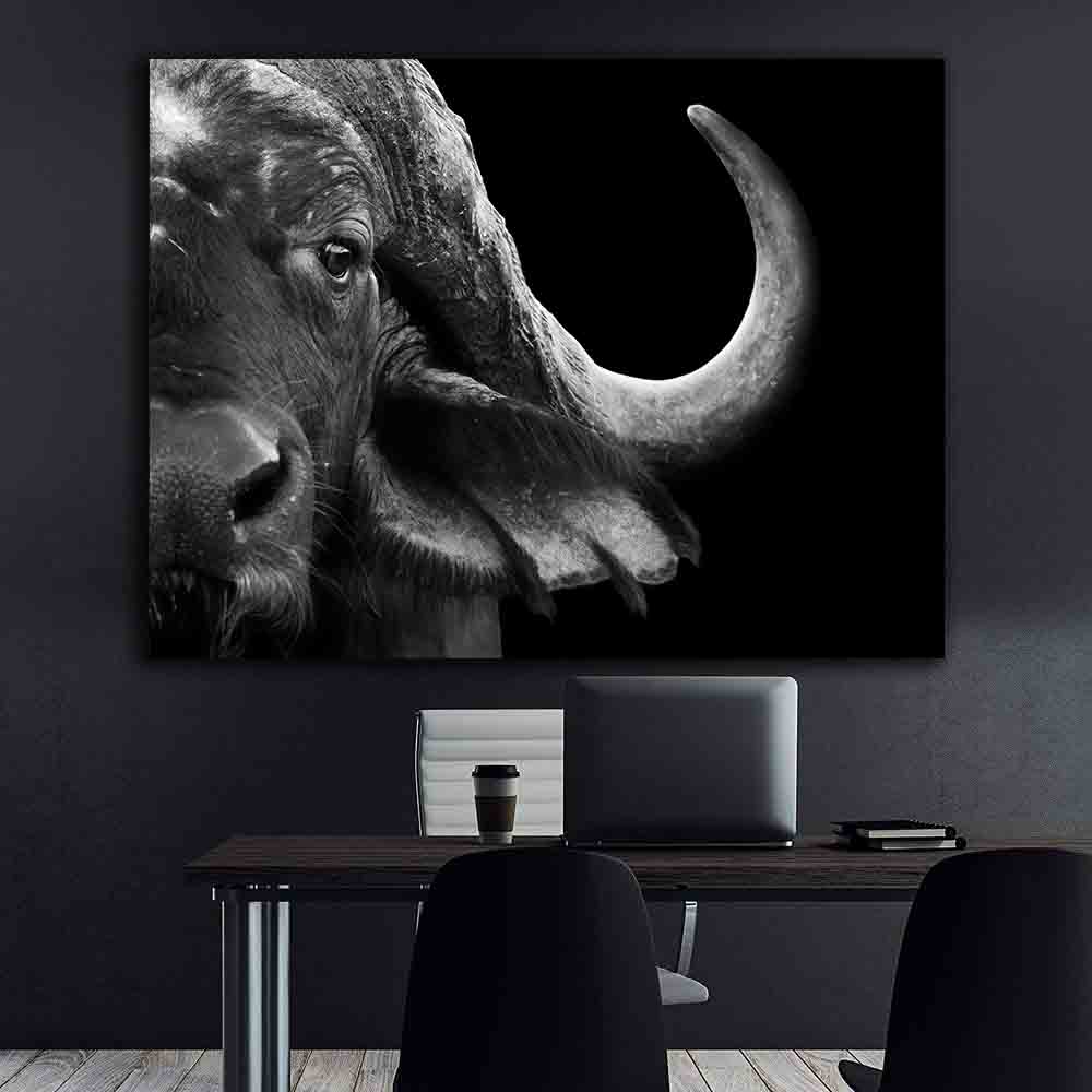 Tablou Canvas - Bivol alb-negru