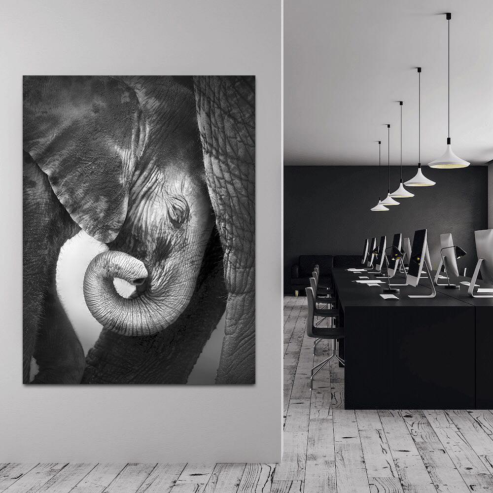 Tablou Canvas - Elefantul mic alb-negru