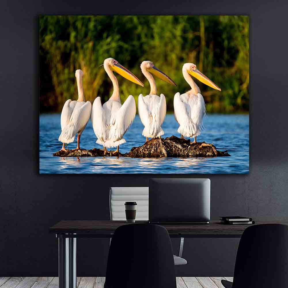 Tablou Canvas - Pelicani la Delta Dunării